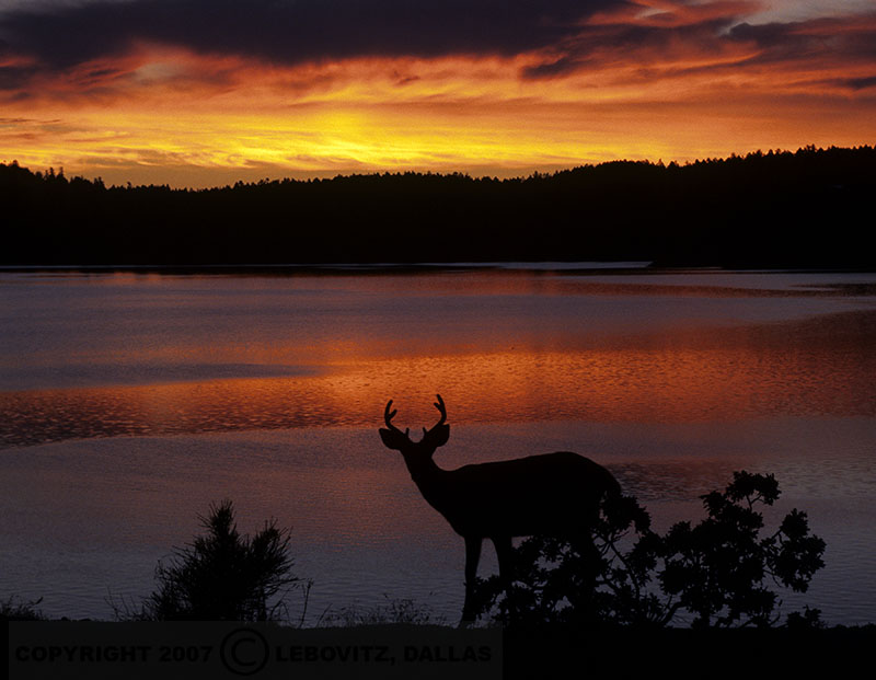 Buck Dusk